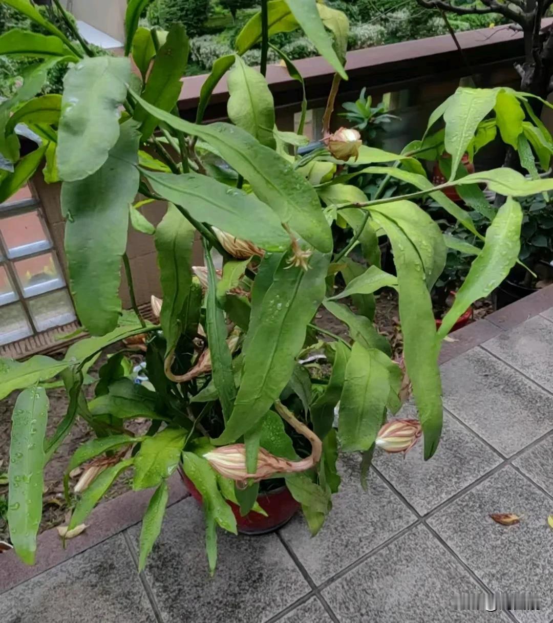 七律.咏亲家府上昙花开放
（2024年9月14日）
昙花一放十余朵，瞬刻云开映夜