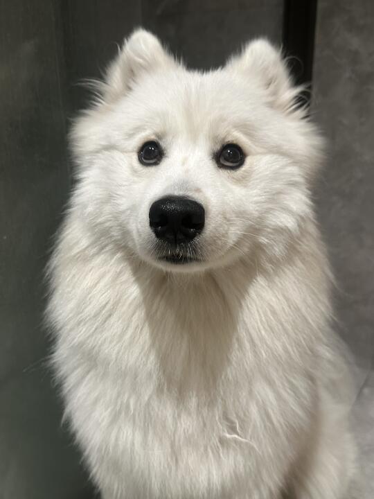 早上好 我的厕所守护神