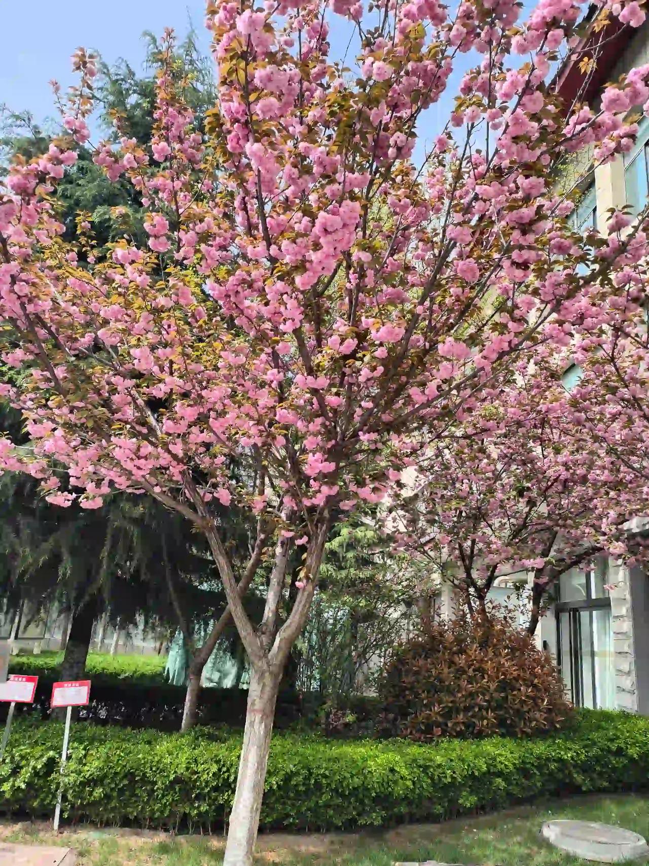 春风一拂，万物都温柔了起来，连空气里都飘着温柔的氛围感，满眼皆是温柔与生机。