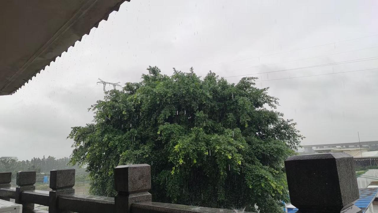 连续大雨天的广东新会，榕树都长得特别快[捂脸]