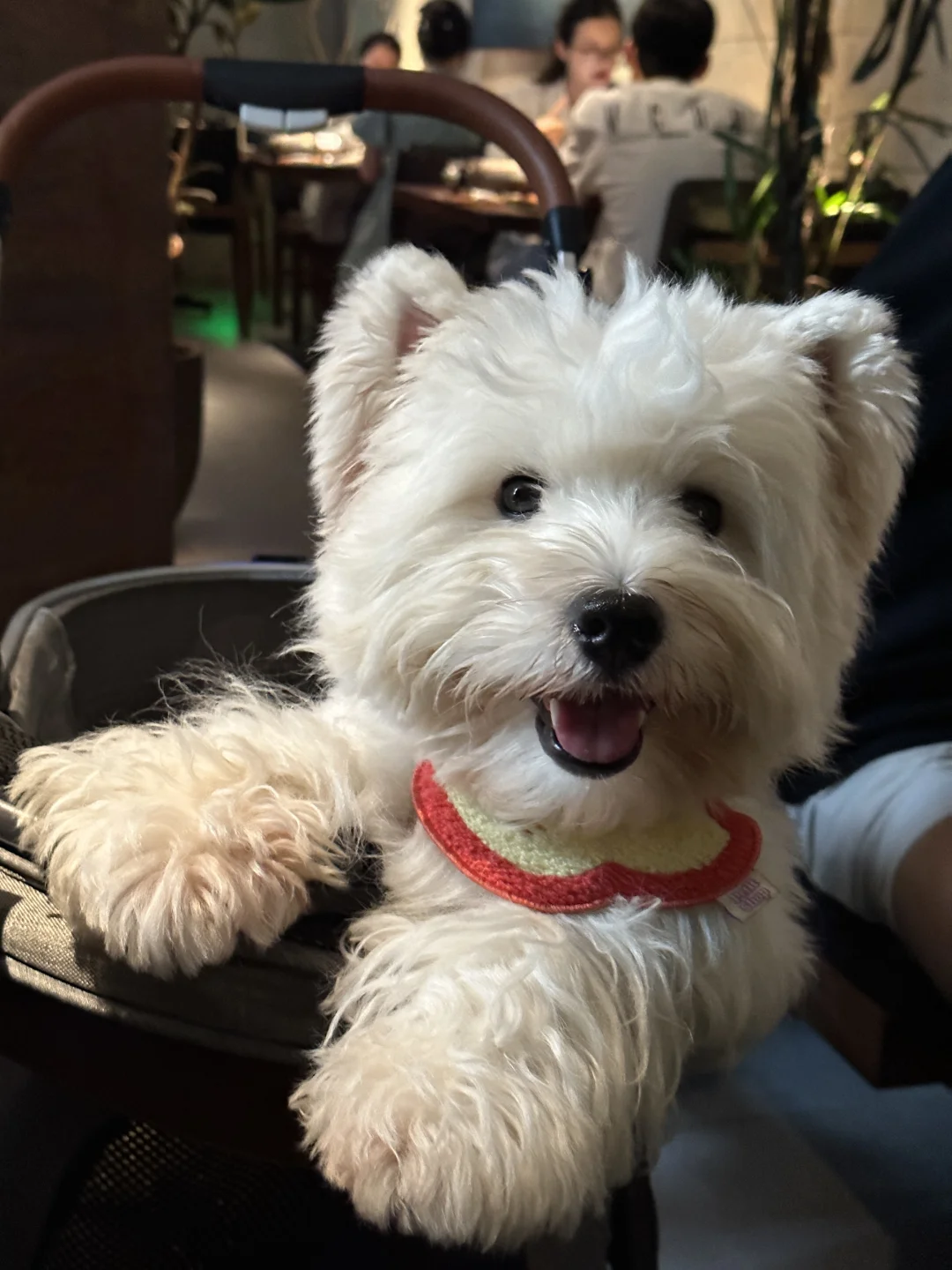 我的饭搭子好像知道自己很可爱