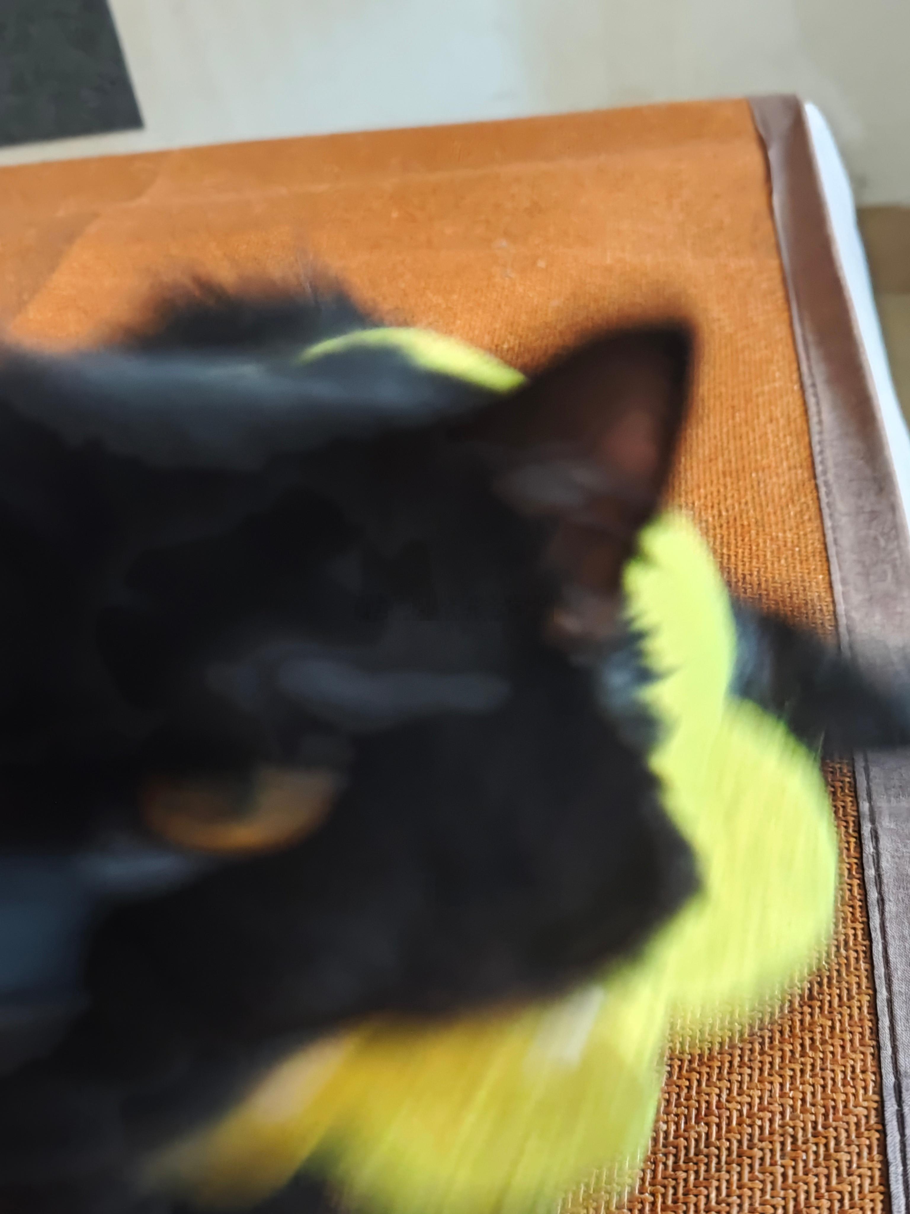 有没有黑猫出片教程 