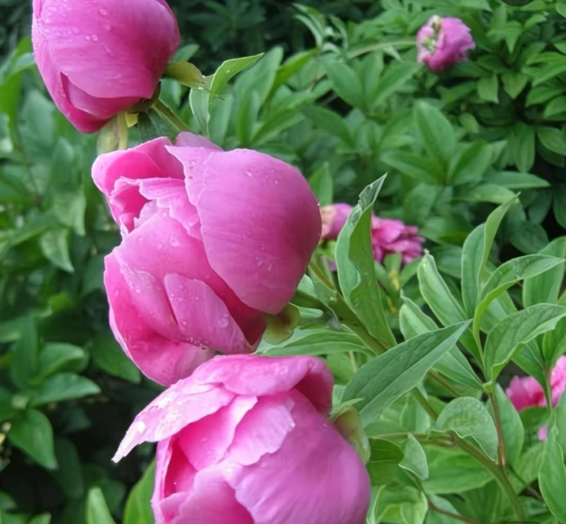 景山公园打卡，漂亮的牡丹和芍药，微开的花朵和含苞待放的花苞，国色天香，赏心悦目。