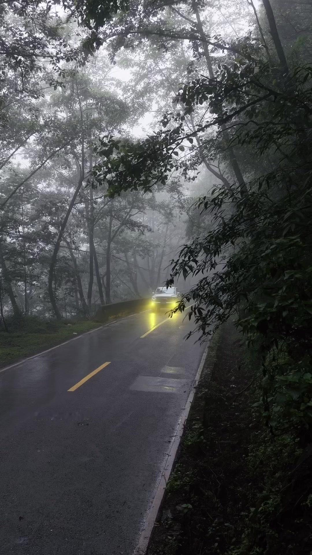 🌿今年天气超给力，没下雨的哀牢山森林雾气缭绕，像进了仙境，氛围直接拉满！

林