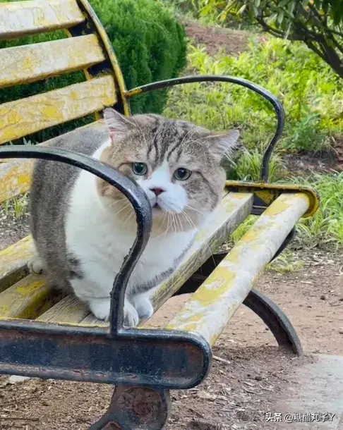 好大的脸盘子猫咪，就是看上去不太聪明的样子！