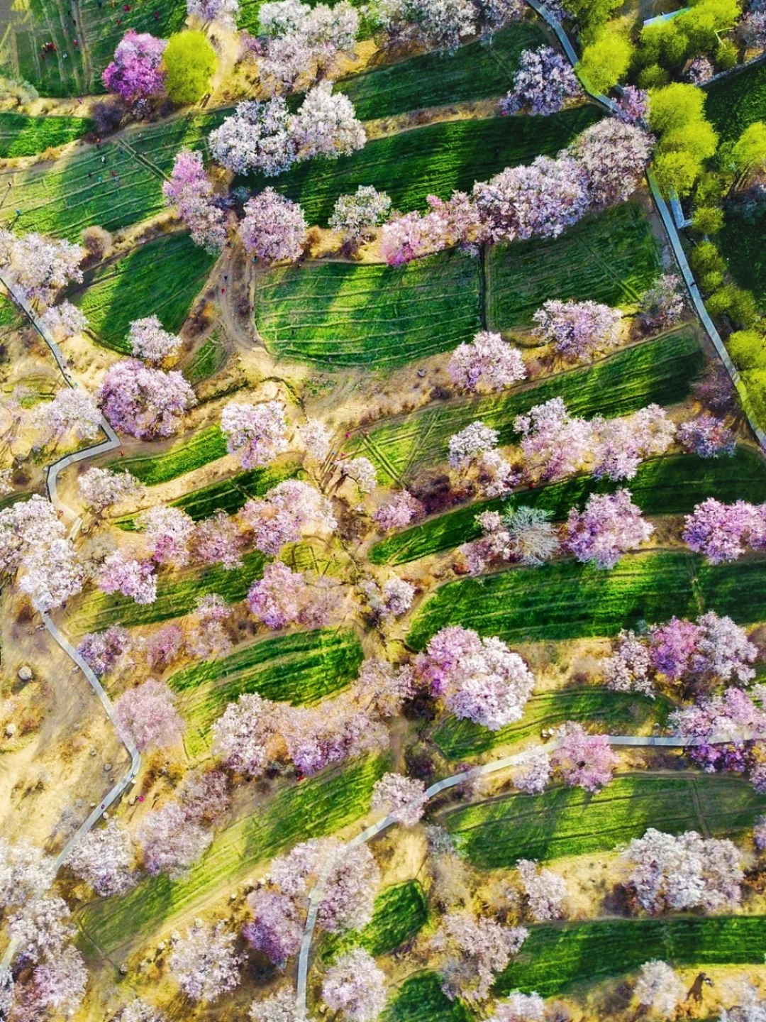 林芝，嘎啦桃花村的三生三世