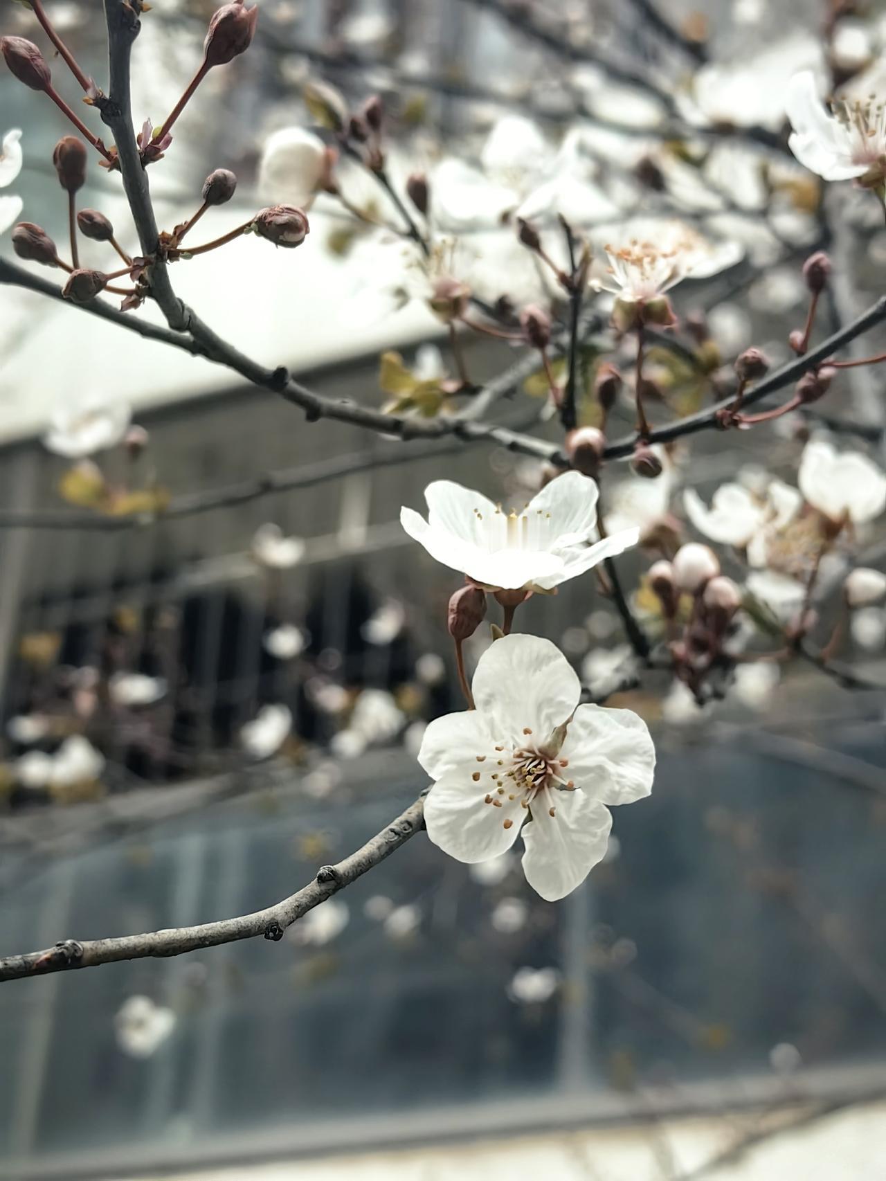 有人认识这种花吗？

之前一直以为这是梅花，看了树上的标识，才知道原来这种树叫“