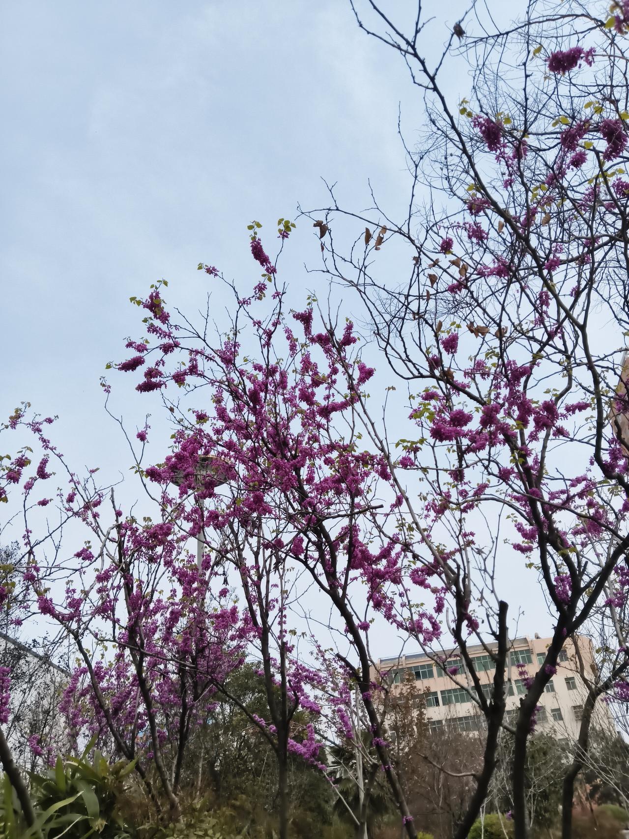 今年春天最想实现的心愿最先实现的原因就是能够开开心心每一天。丢下烦心的事。不要被