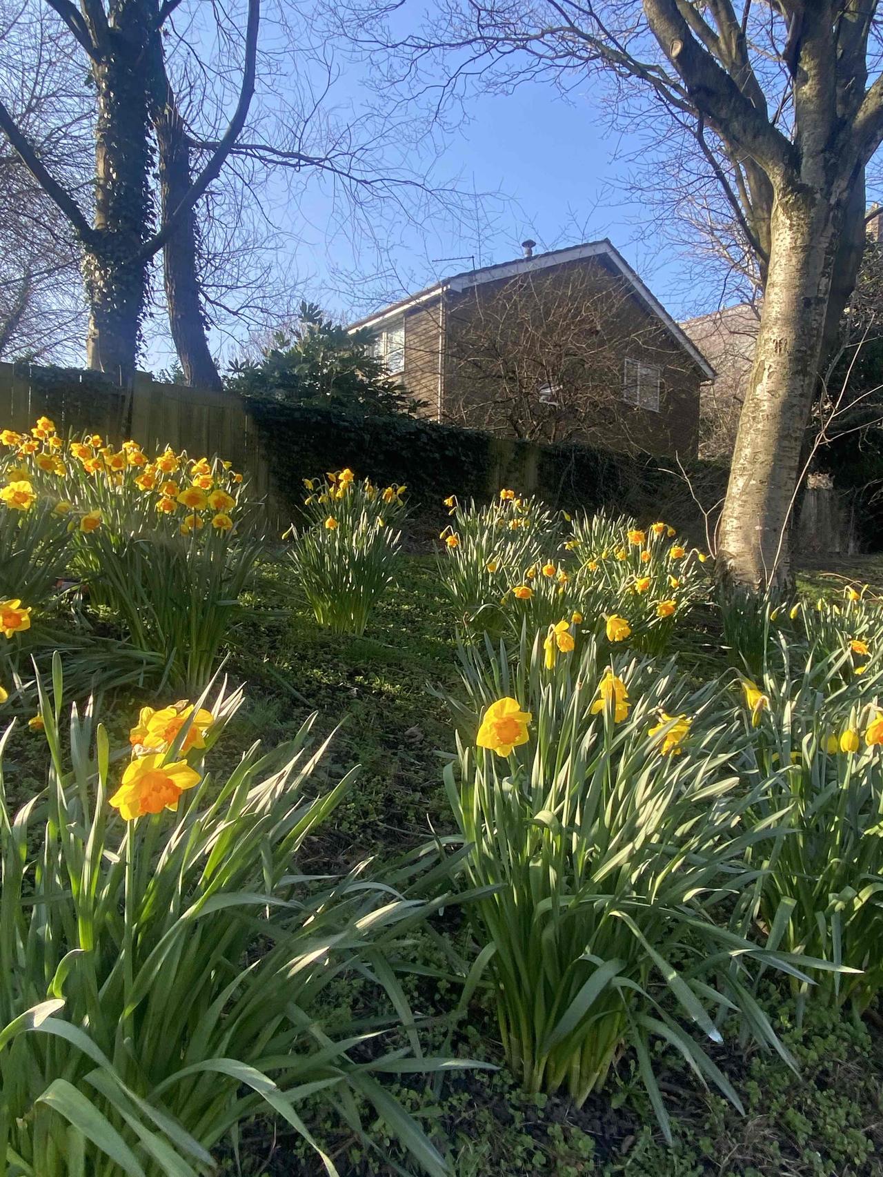 好喜欢这个花！