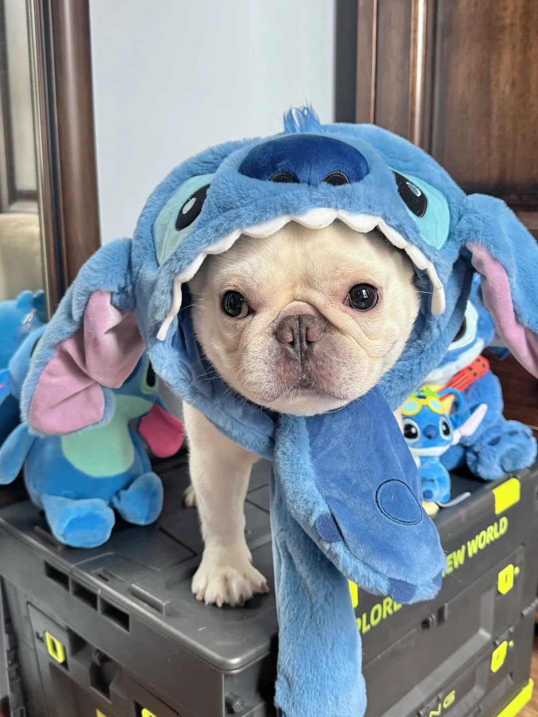 六一汇演谁能拒绝一只史迪仔兜呢？