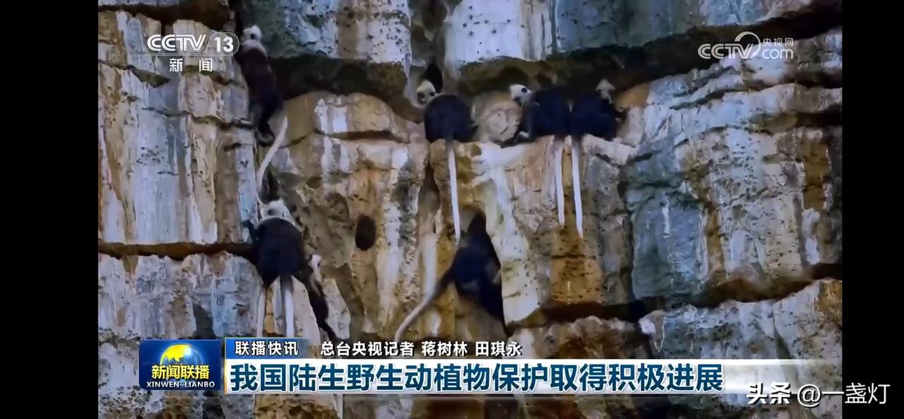 我国陆生野生动植物保护取得积极进展