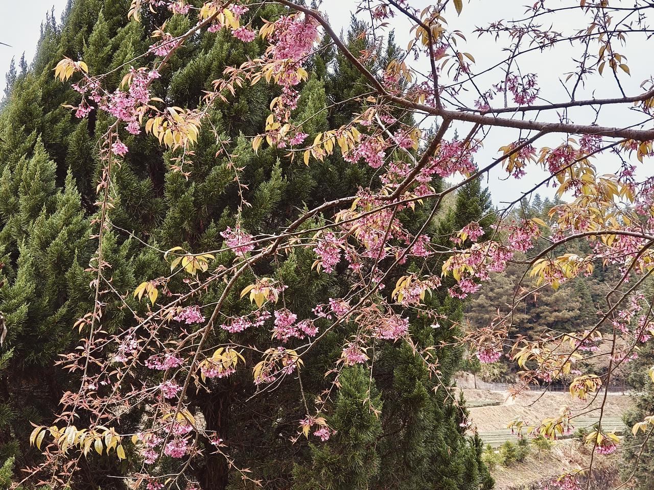 春日花海，粉嫩樱花与翠绿松树相映成趣，美不胜收！🌸🌳