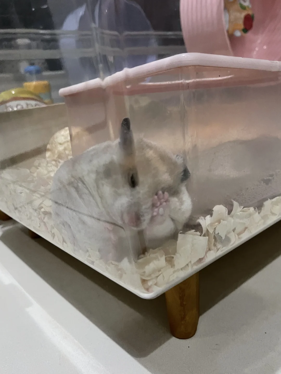 忧郁的脸庞，发财的小手