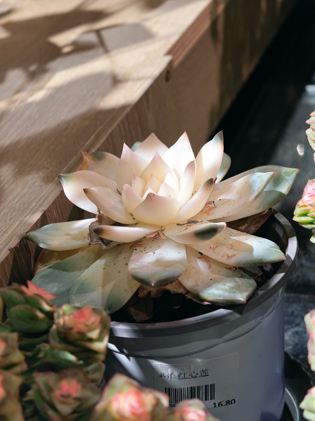 据说这多肉是滴了药水才褪色的买回家养不了多久就会挂掉，真的吗？ 