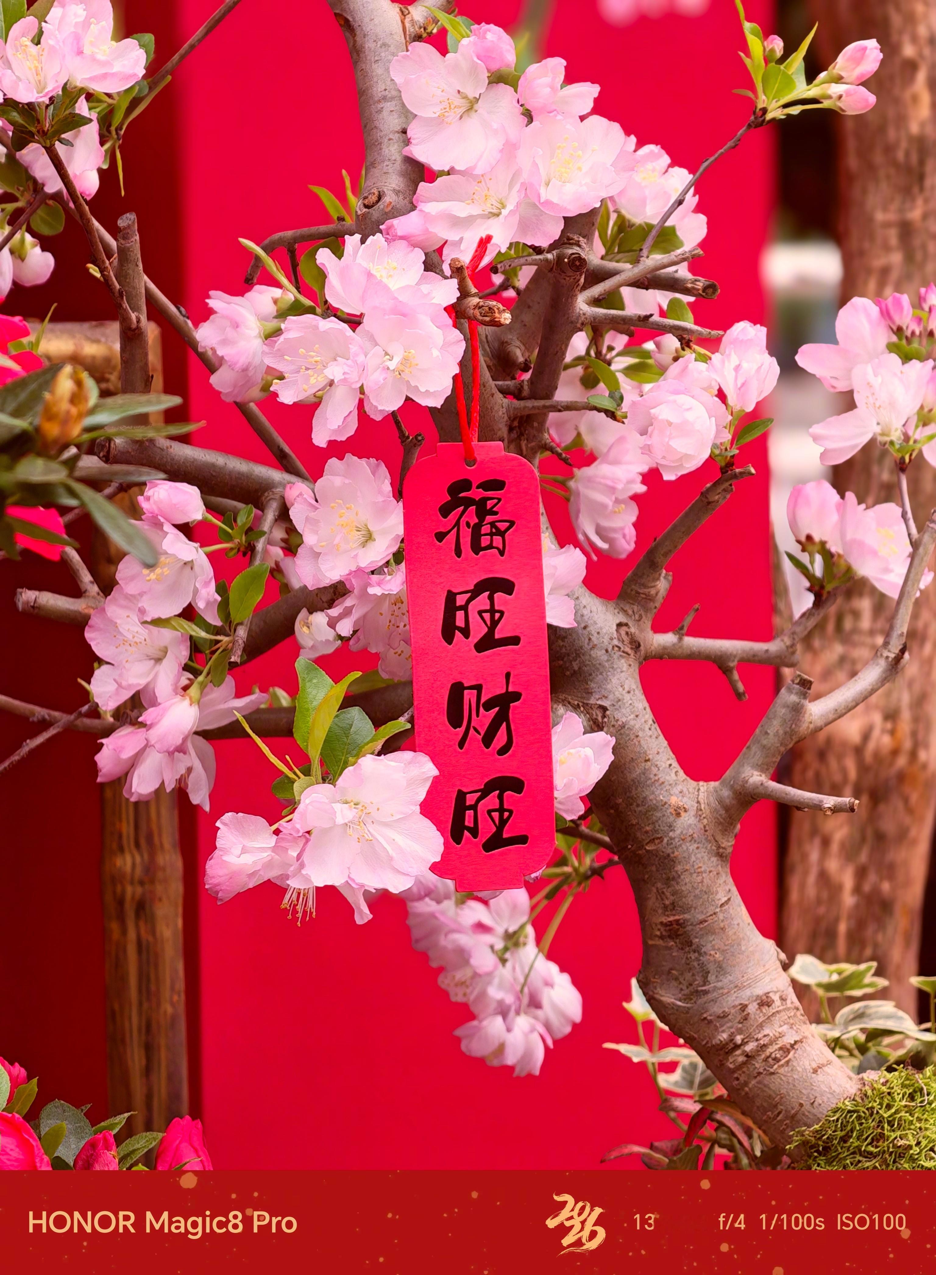 手机相册里的年味之荣耀Magic8 Pro逛花市赏灯饰、白天拍年花，还有抓拍舞狮