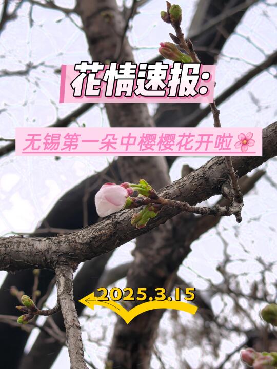 🌸花情速报❗️无锡第一朵中樱樱花开啦