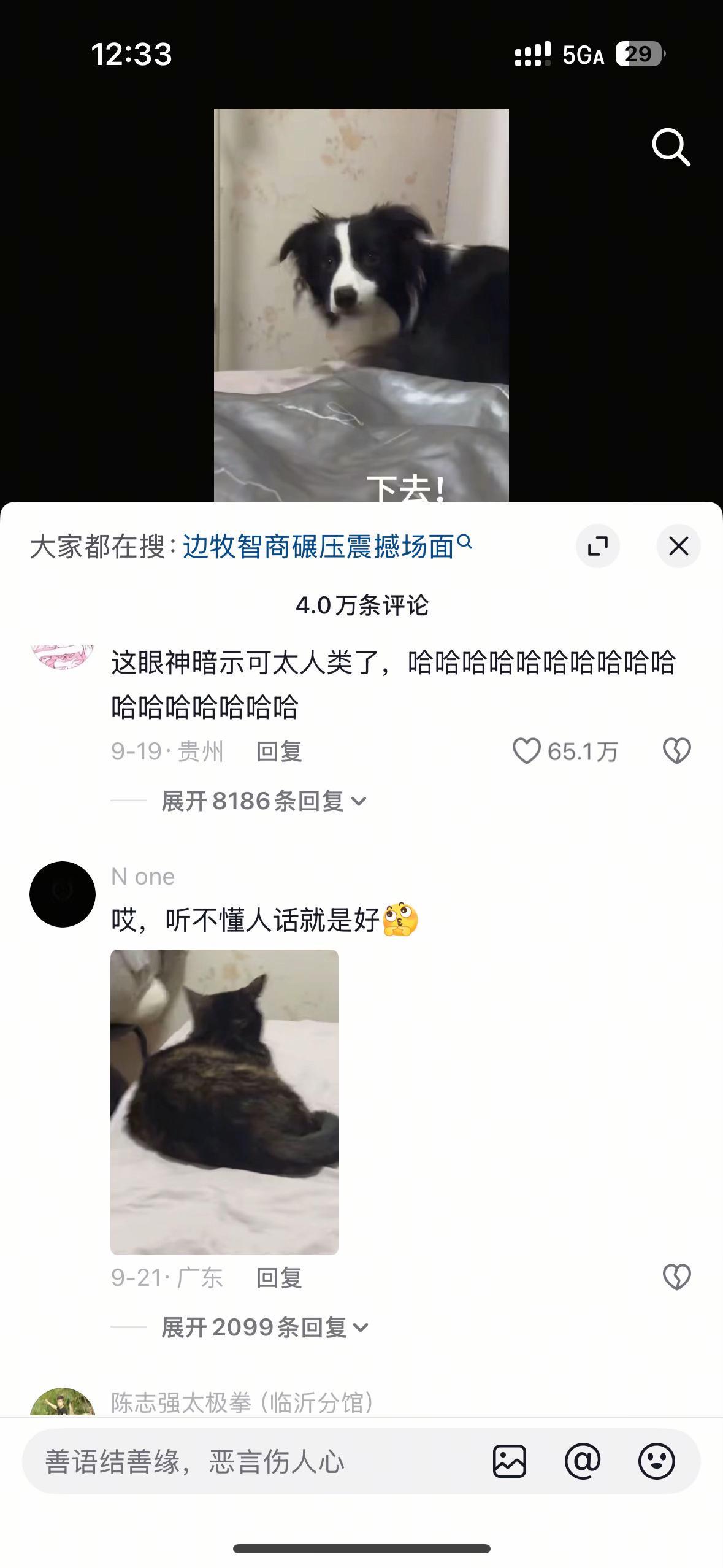 哈哈哈 狗子下去，床单新换的！