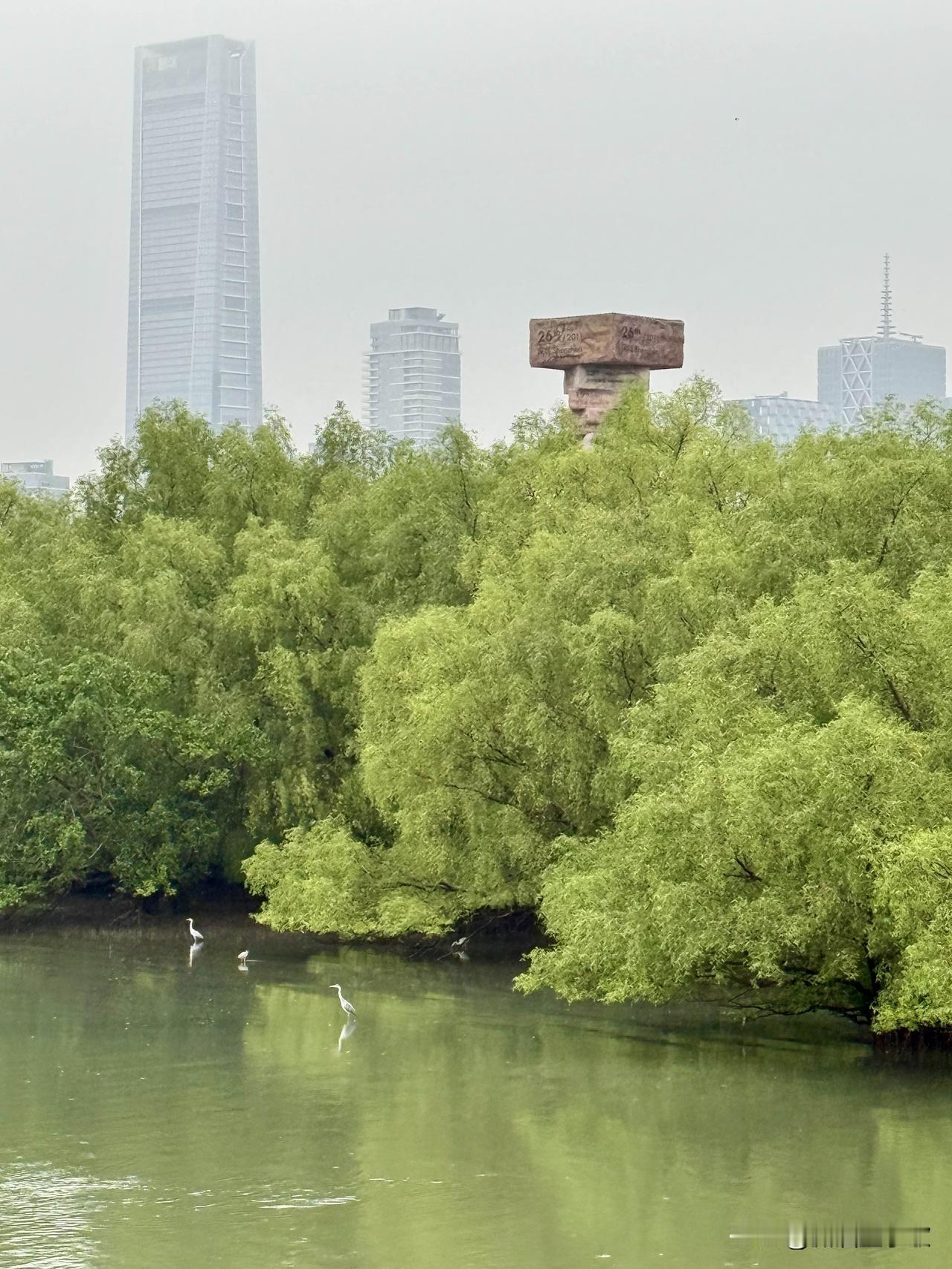 雨后的深圳湾，漫步在深圳湾公园，雨丝刚歇，风带着水汽的凉意。老树抖落枝头水珠，绿