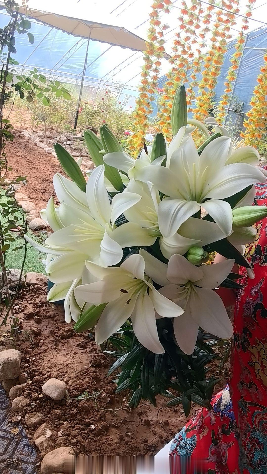 又是被自己种的花美哭的一天