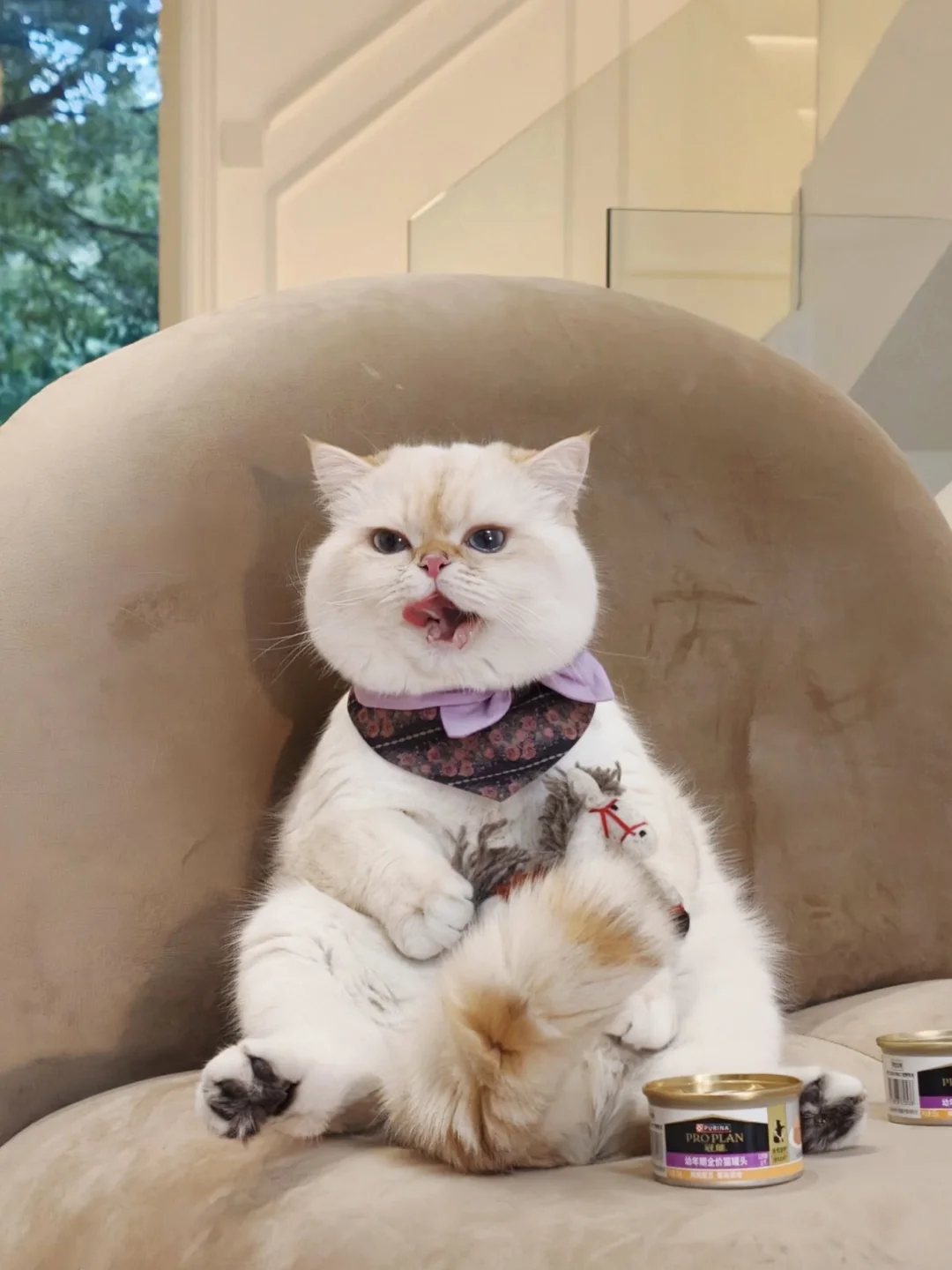 十五的月亮都没有咪的脸圆～