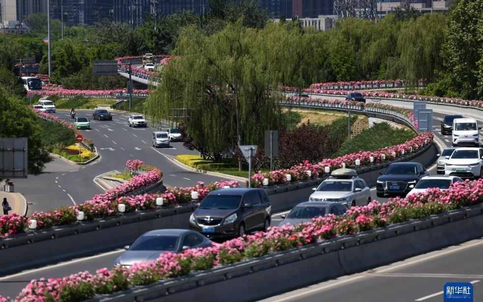 5月7日在北京市，月季是北京的市花，初夏时节，在北京的大街小巷，多彩月季争相绽放