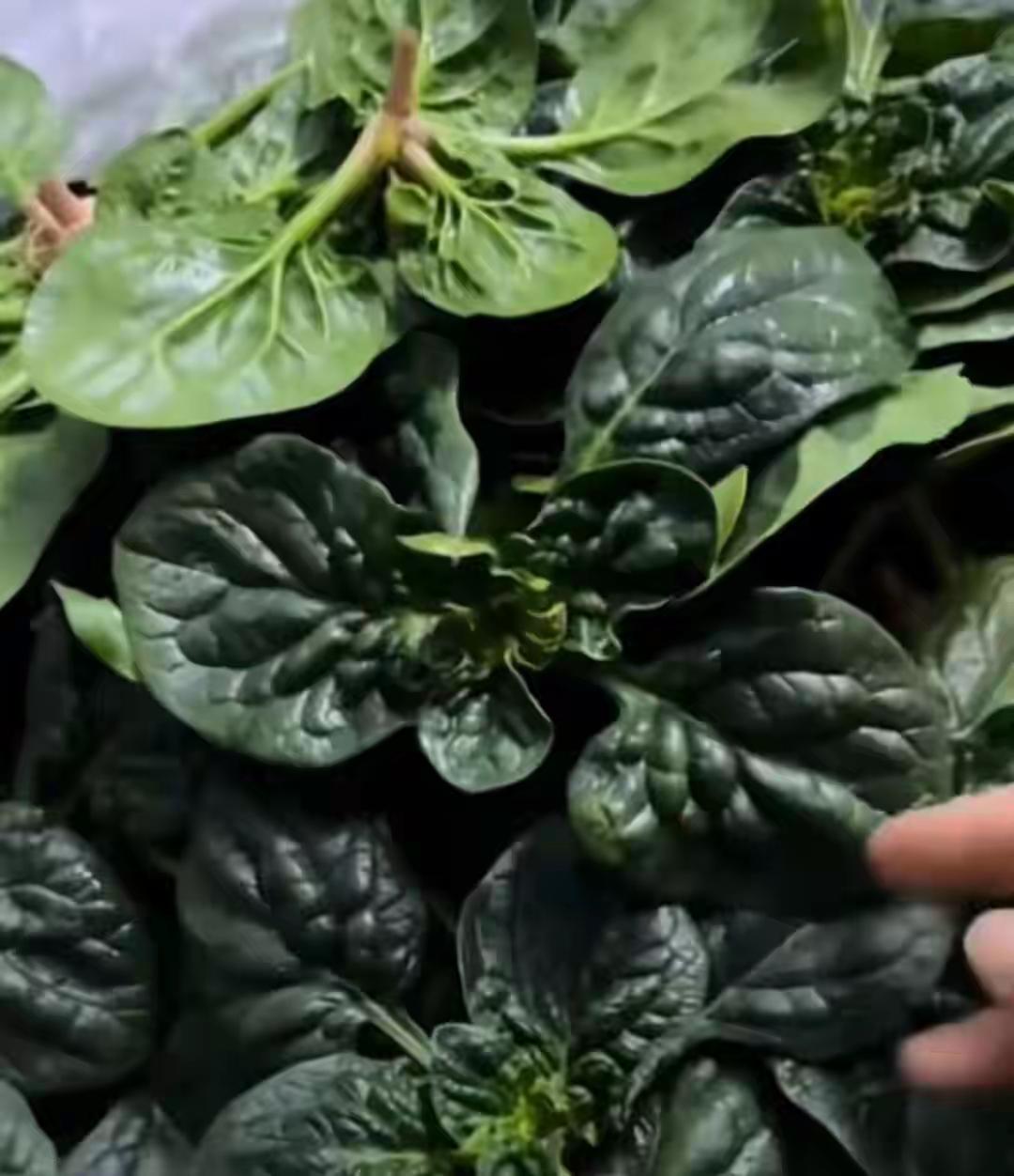河南趴地菠菜爆火，本土蔬菜集体破圈！你吃了吗？

最近，一种来自河南的蔬菜突然火