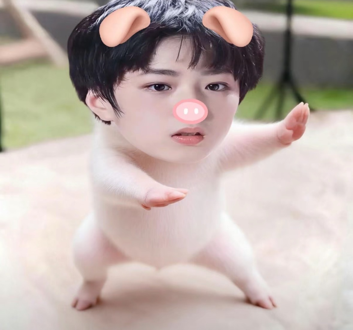 两只猪 福福猪猪(>^ω^<) 