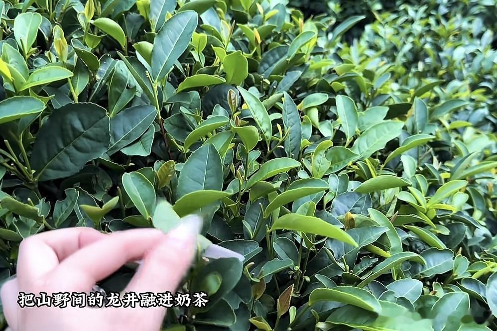给生活加点料分享更快乐 谁懂浙江人的专属茶饮浪漫！龙井的鲜爽豆香撞上丝滑牛乳，茶