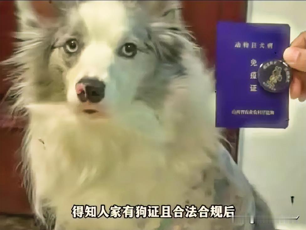 上海普陀电梯口遛狗纠纷：牵绳合规却遭指责，报警后监控还原真相！

近日，在上海普