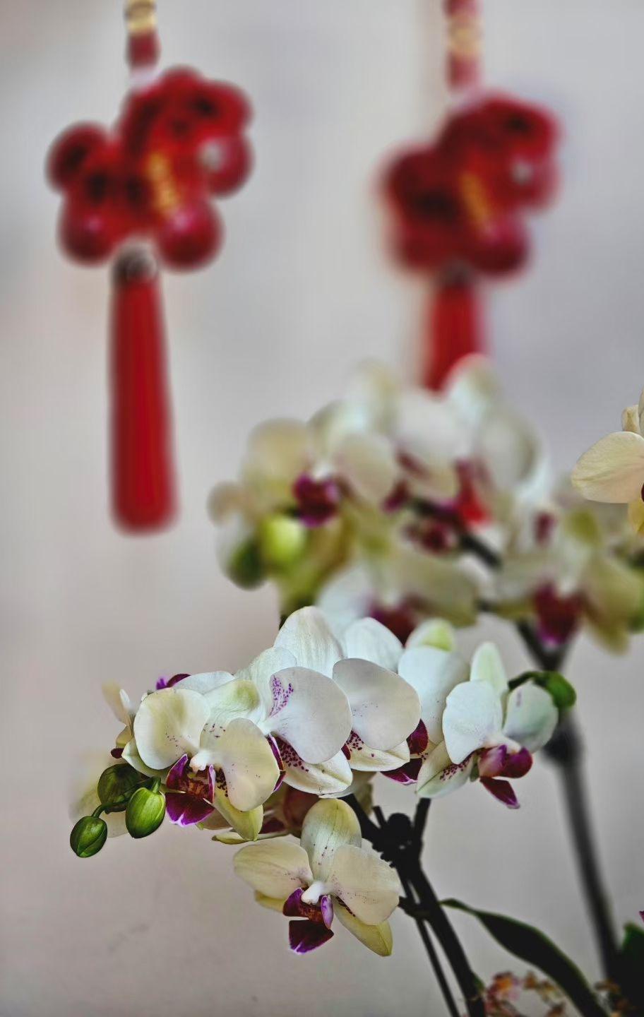 晒图笔记大赛蝴蝶兰绽着清雅的白，像把月光揉进了花瓣，身后红结晃啊晃，摇出满室年节