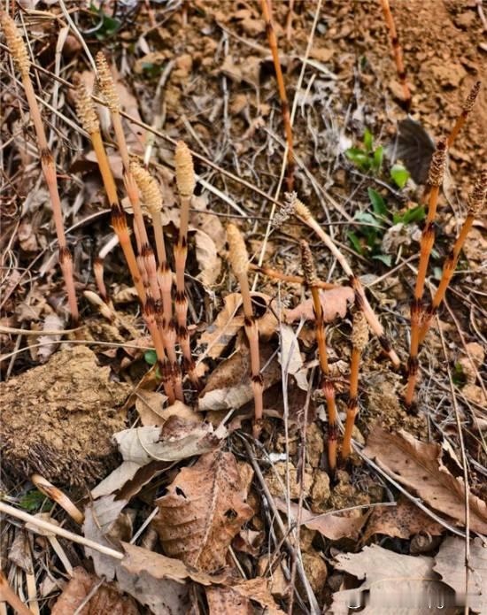 男孩爬山发现问荆草推测有黄金 与AI结果高度吻合近日，辽宁大连庄河大营镇的一名8