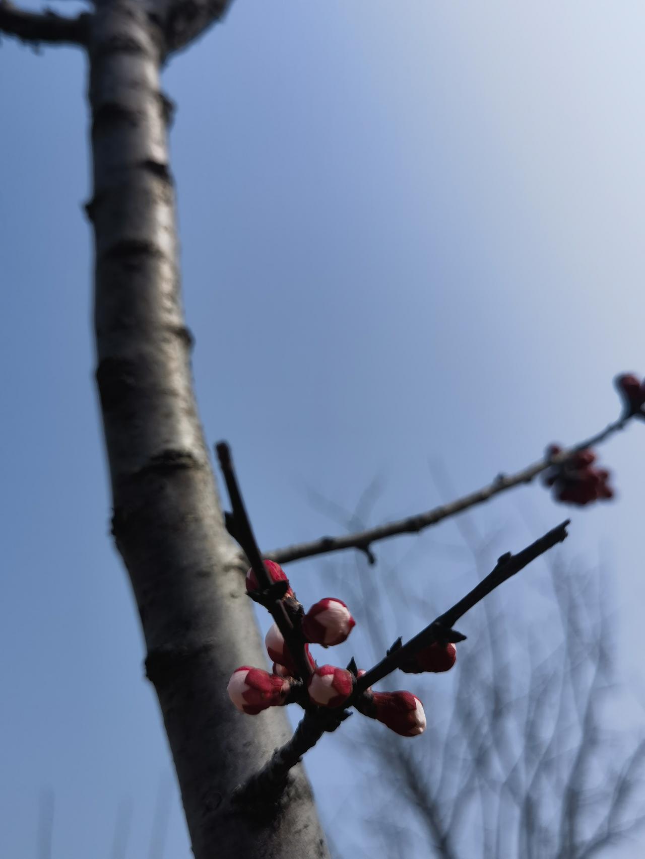 洛阳牡丹如何甲天下?花开花落二十日，满城尽带牡丹花。一城之人皆若狂，花开时节惊世