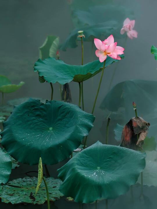 古人诚不欺我 ｜暴雨中拍到古诗词中的荷花