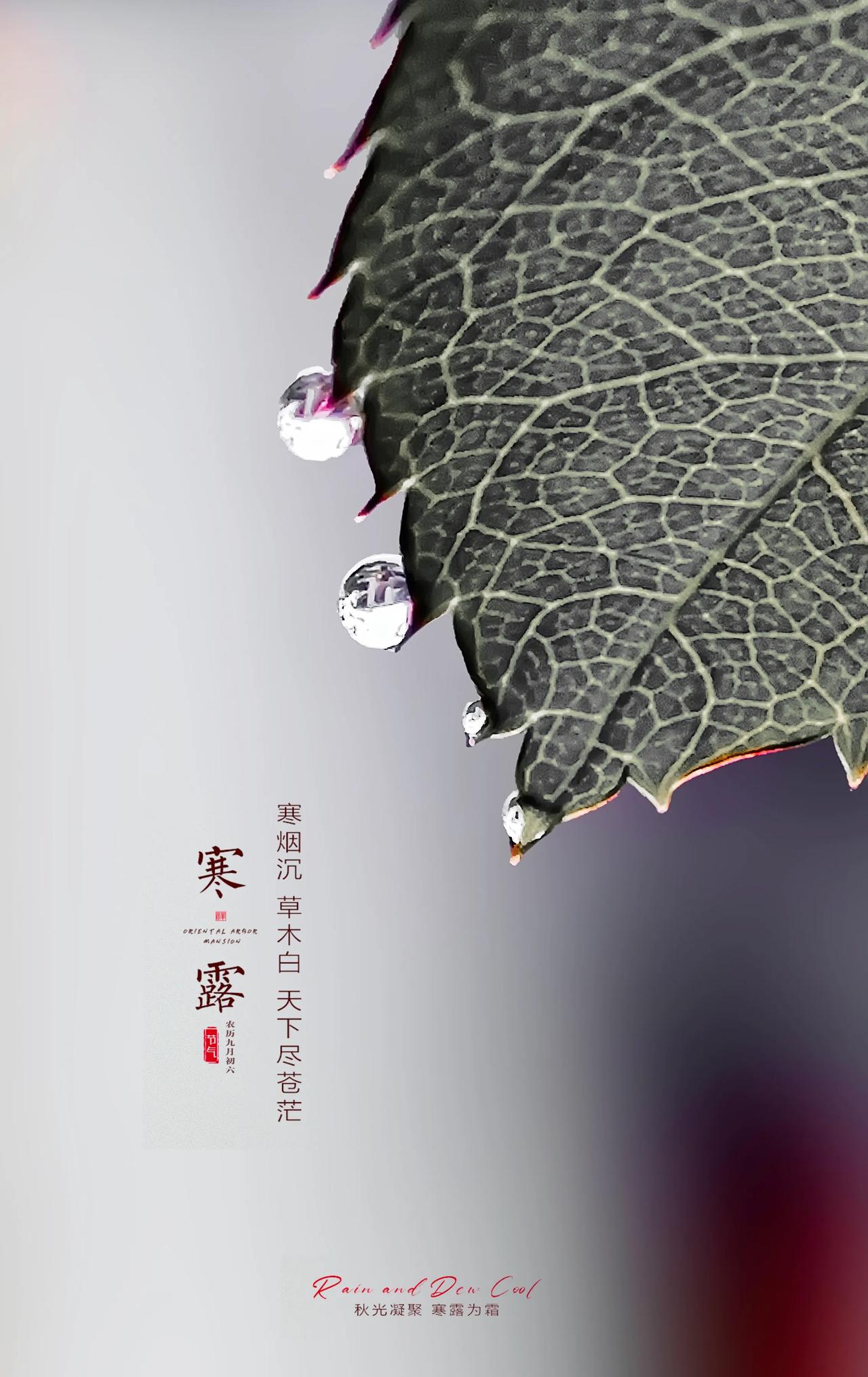 《寒露凝霜，秋意渐浓》
今日寒露，当第一缕带着丝丝凉意的秋风拂过，大地悄然染上了