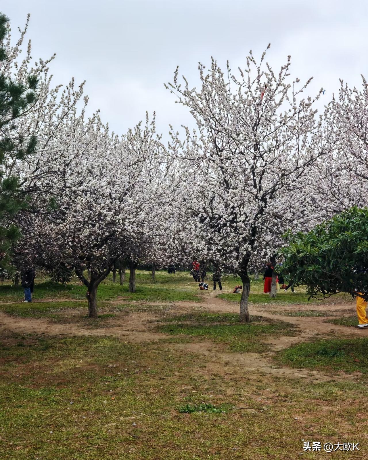 出门去找西安的春天！
大明宫的杏花已开满枝头，
一阵风过，便是一场“杏花微雨”。