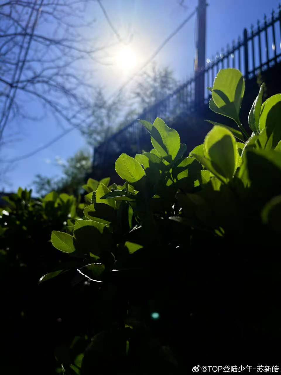 苏新皓拍的春天苏新皓给你们分享的春天 来自苏新皓分享的春天~ 