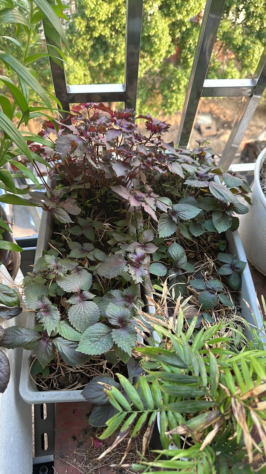 我们湖南菜里的灵魂配菜：紫苏，难道其他地方炒菜不用吗？还是根本就没有，甚至都没有