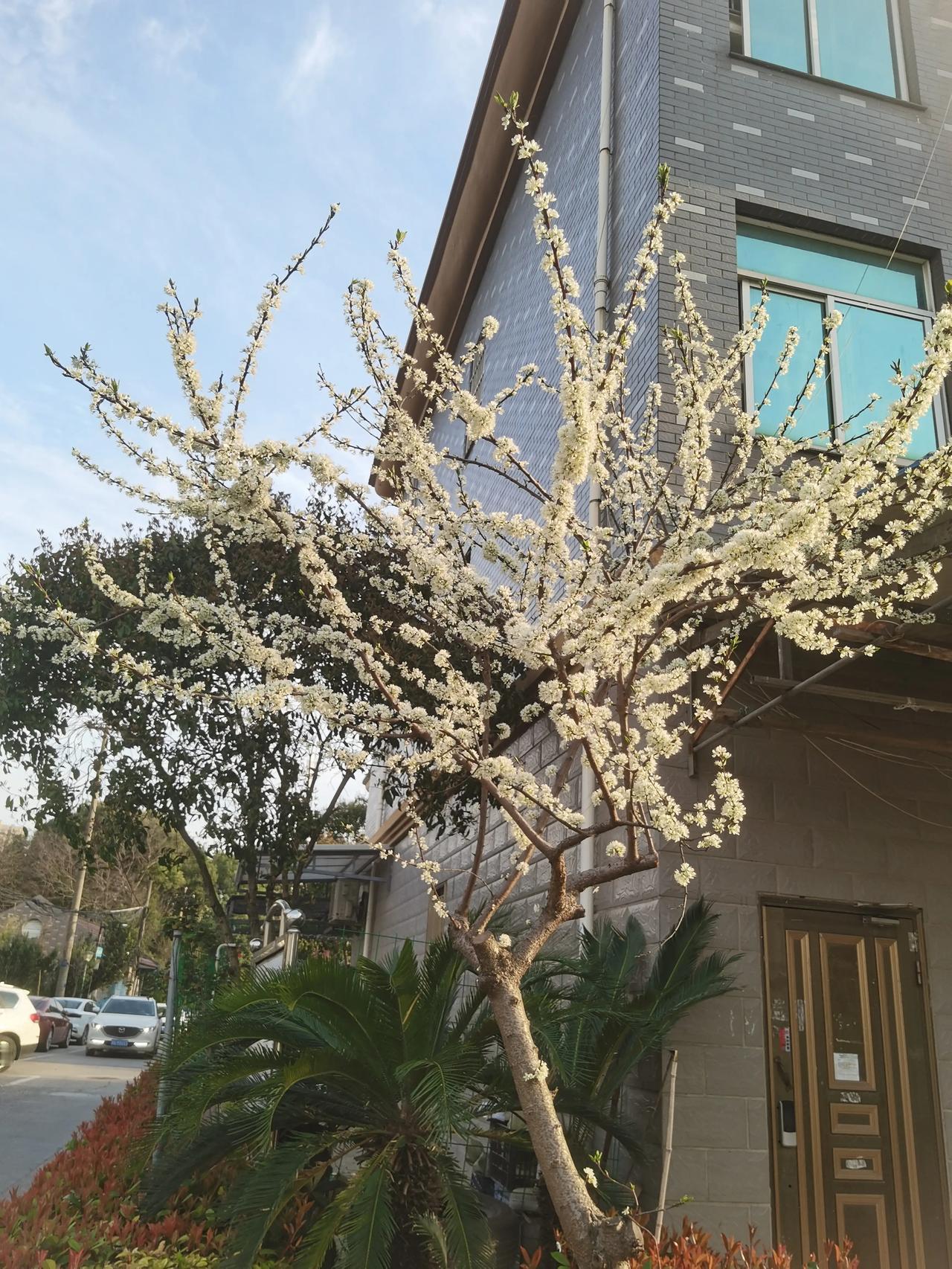 春光惹人醉，青春令人羨。但终将“林花谢了春红，太匆匆”，“最是人间留不住，朱颜辞