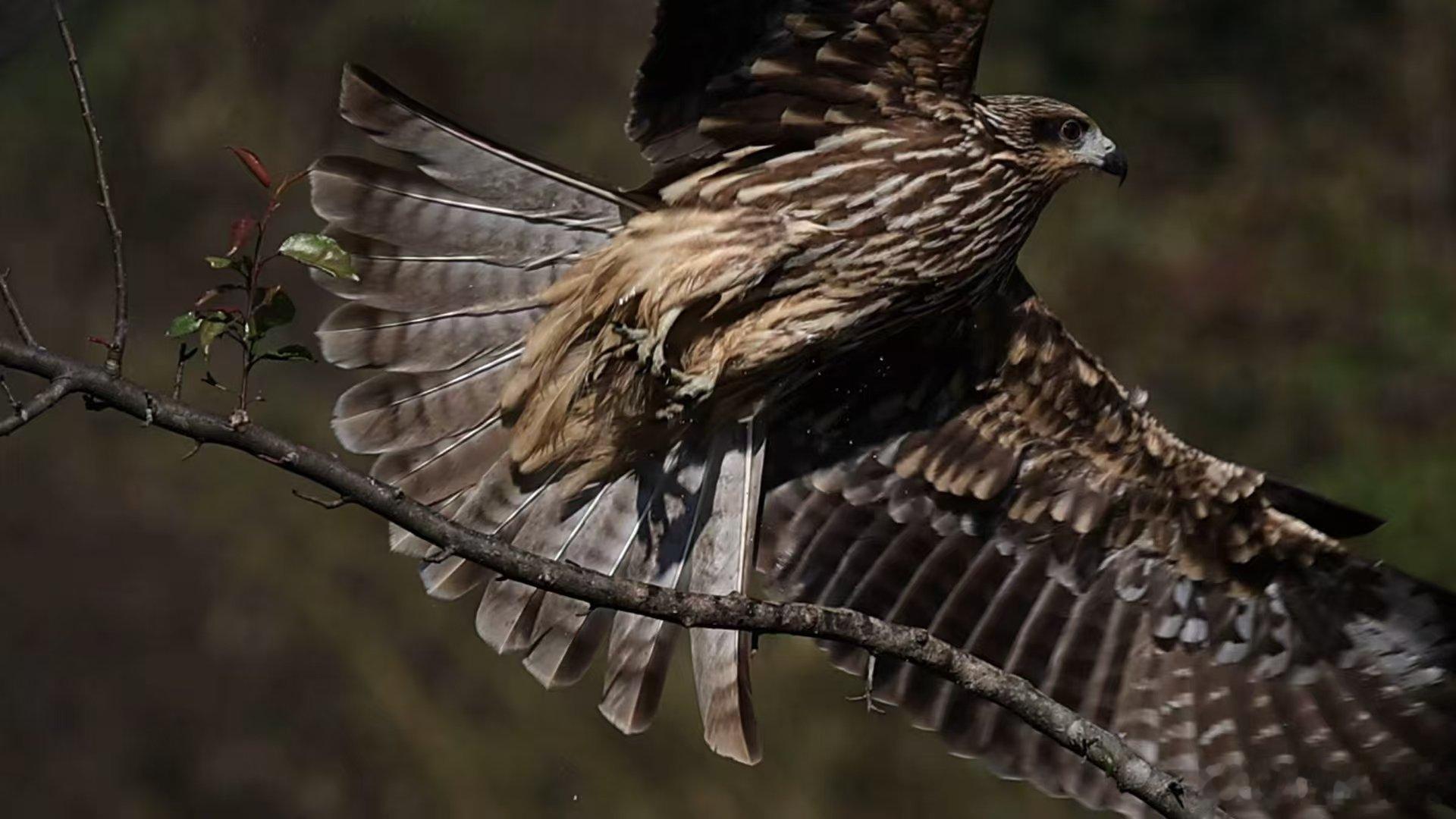 BBC镜头里的野性广东 谁能拒绝会变色的 “海上大熊猫” 啊！珠江口偶遇粉嫩嫩的