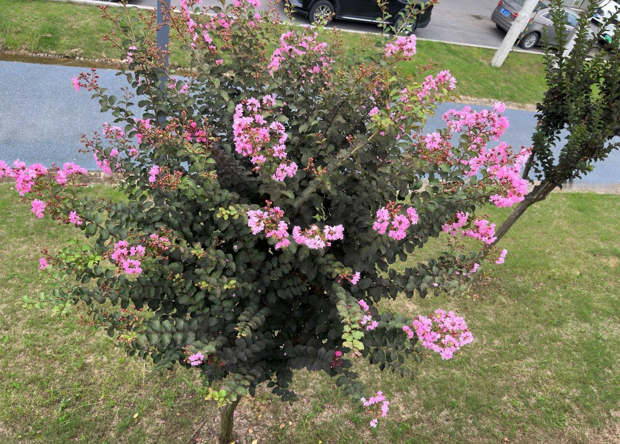 老杨家的奇妙缘分

老杨两夫妻都是上世纪七十年代末的高中生，高中毕业后又双双在企