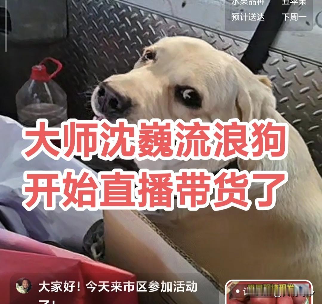 流浪大师沈巍捡到的流浪狗竟然已成网红狗，昭通助农直播，大获成功，
 
家人们！上