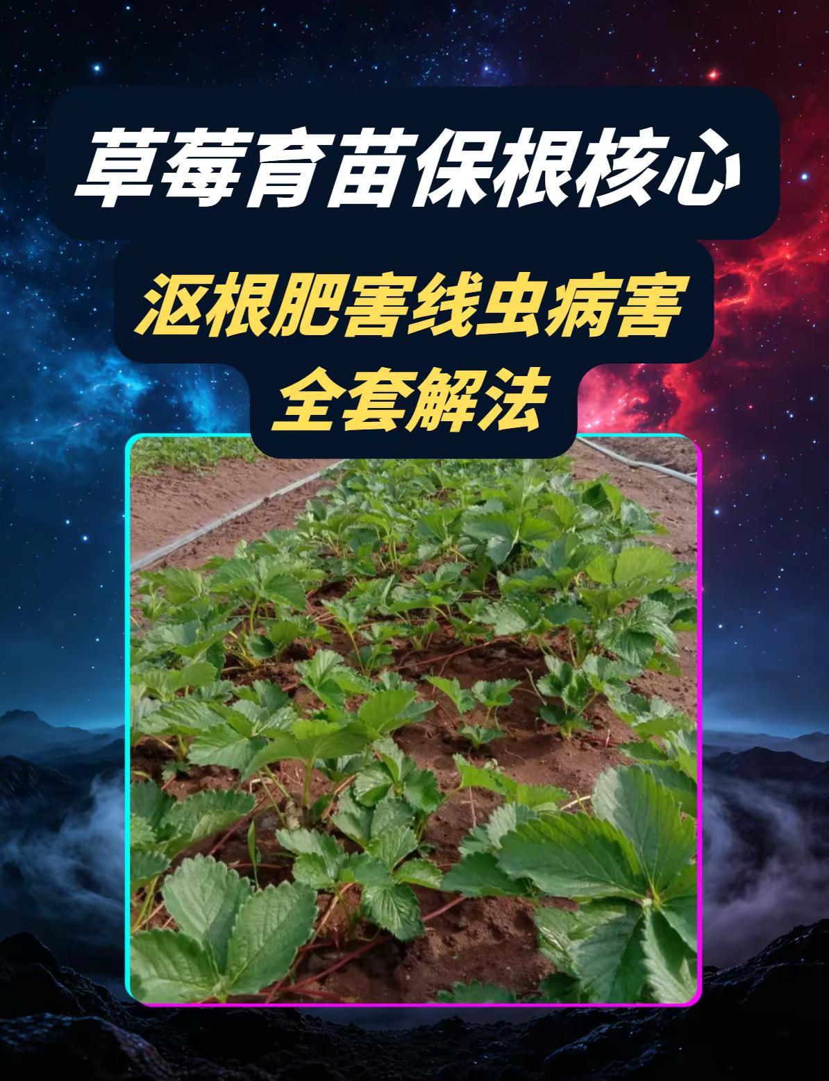 草莓育苗保根核心！沤根肥害线虫病害解法。草莓育苗 保根 沤根 肥害