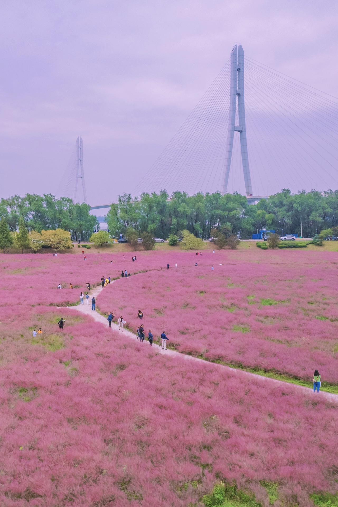 南京长江三桥粉黛花海盛开，晴天去拍更好看南京旅游攻略 旅行图文激励计划 图文热点