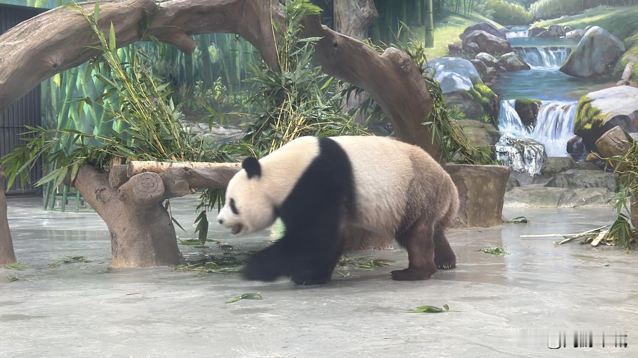 动物园旅游拍照广州动物园真的超推荐，20元的门票，非常大的性价比，不仅可以看很多