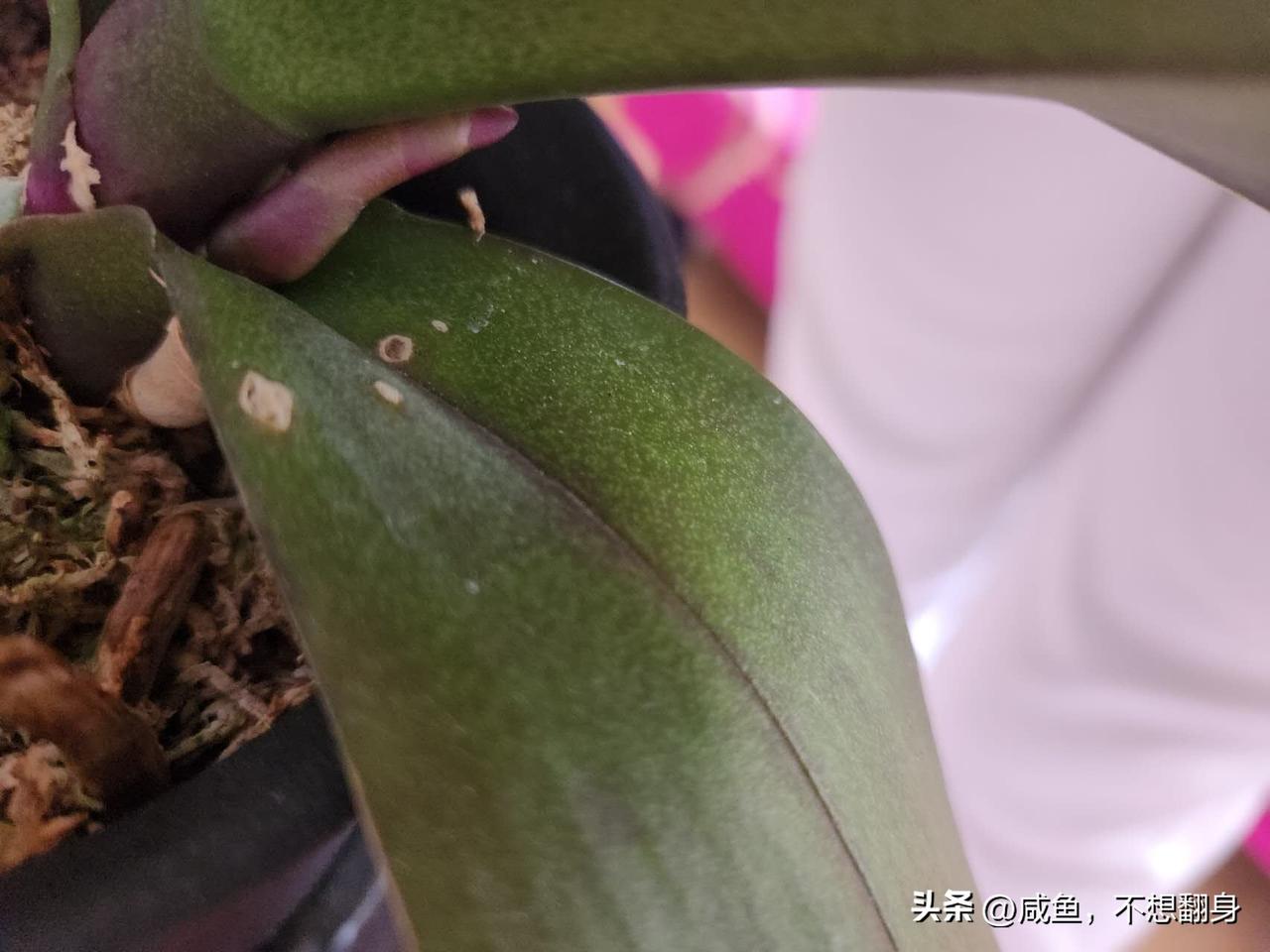去年的蝴蝶兰抽出了新的花箭

去年这株蝴蝶兰的花足足开了半年，等花谢之后，我没把