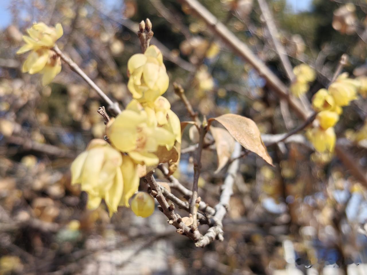 急匆匆刚到家门口，看到大门关着，估计老妈午睡了，就准备从后面院子里进家去！

正