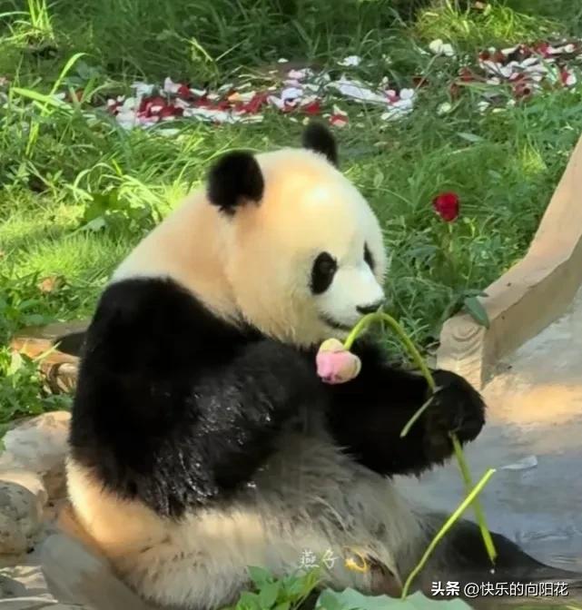 果然，没有哪个女孩子不喜欢花🌸，更何况是美丽高洁的荷花！渝爱坐在水池里把一枝荷