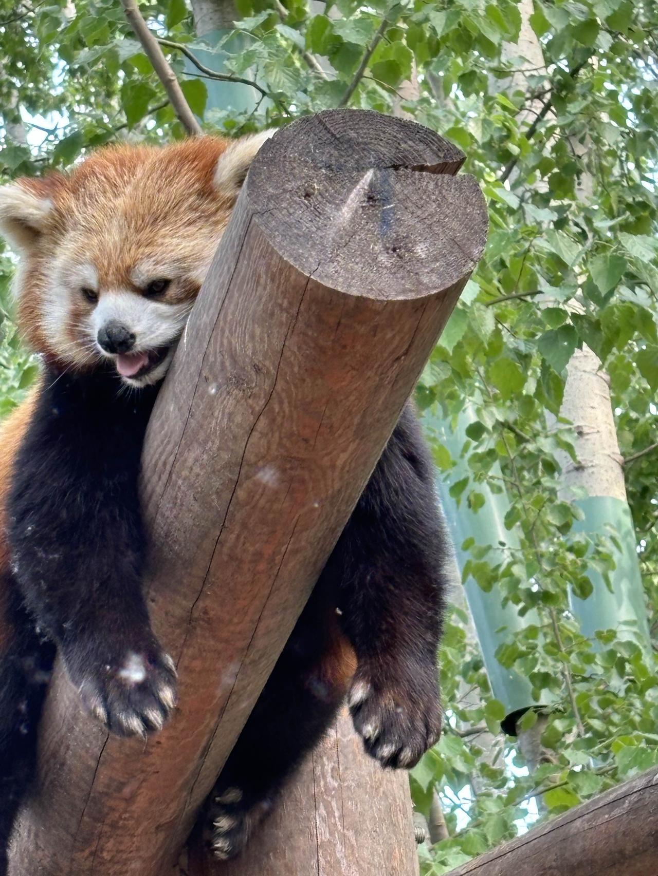 我在“北京野生动物园”拍的小熊猫图片供大家欣赏参考，小熊猫特别可爱，相信通过交流