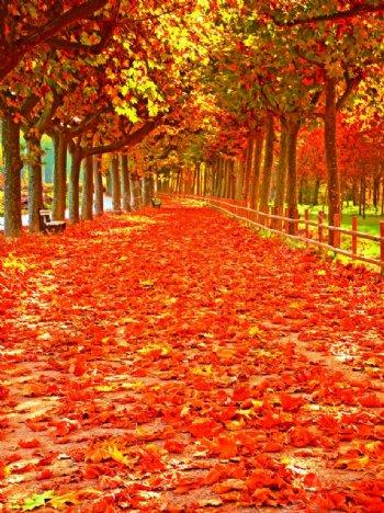 金黄的树叶在枝头摇曳，像是一群灵动的蝴蝶。风一吹，它们纷纷飘落，在空中划出一道道