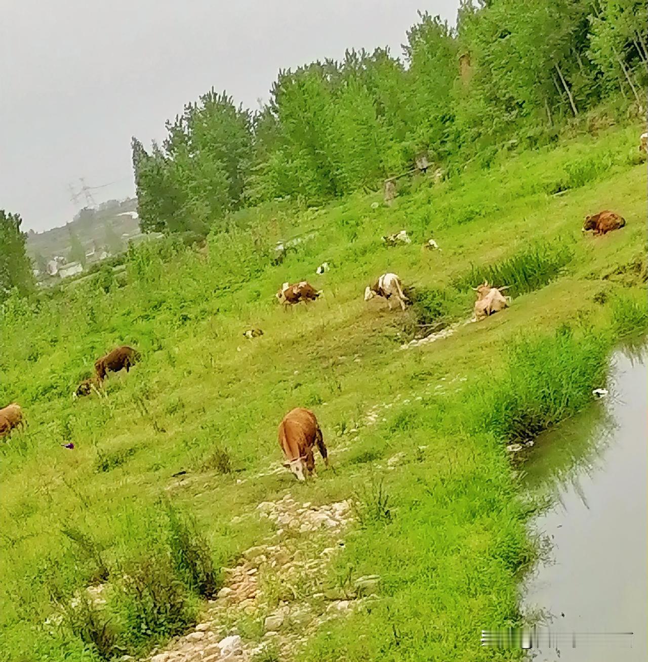 《放牛在河畔（李林摄于汉中城固）》